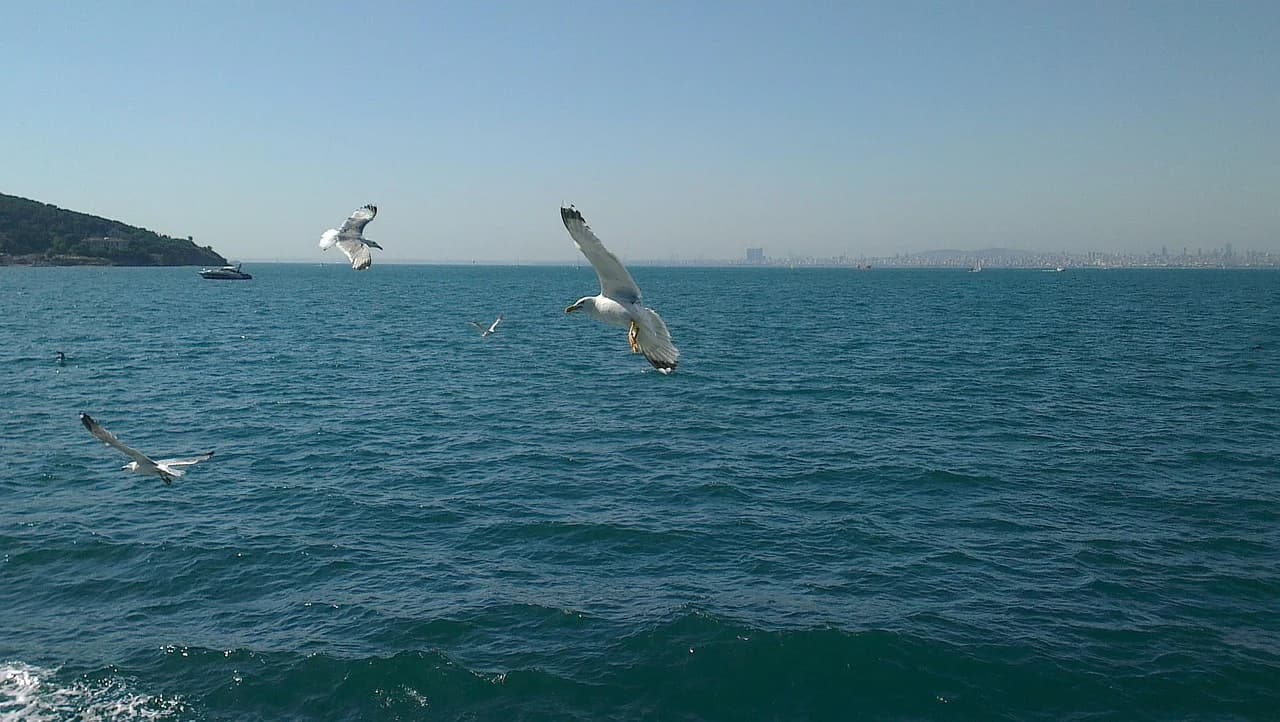 Seagulls fly over the calm blue sea, with a green coastline and a distant city skyline in the background.