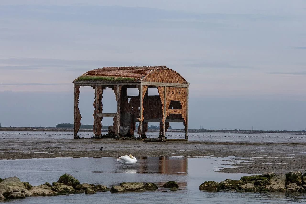 An abandoned, skeletal brick house stands in the middle of a shallow lake, with a single swan standing nearby.