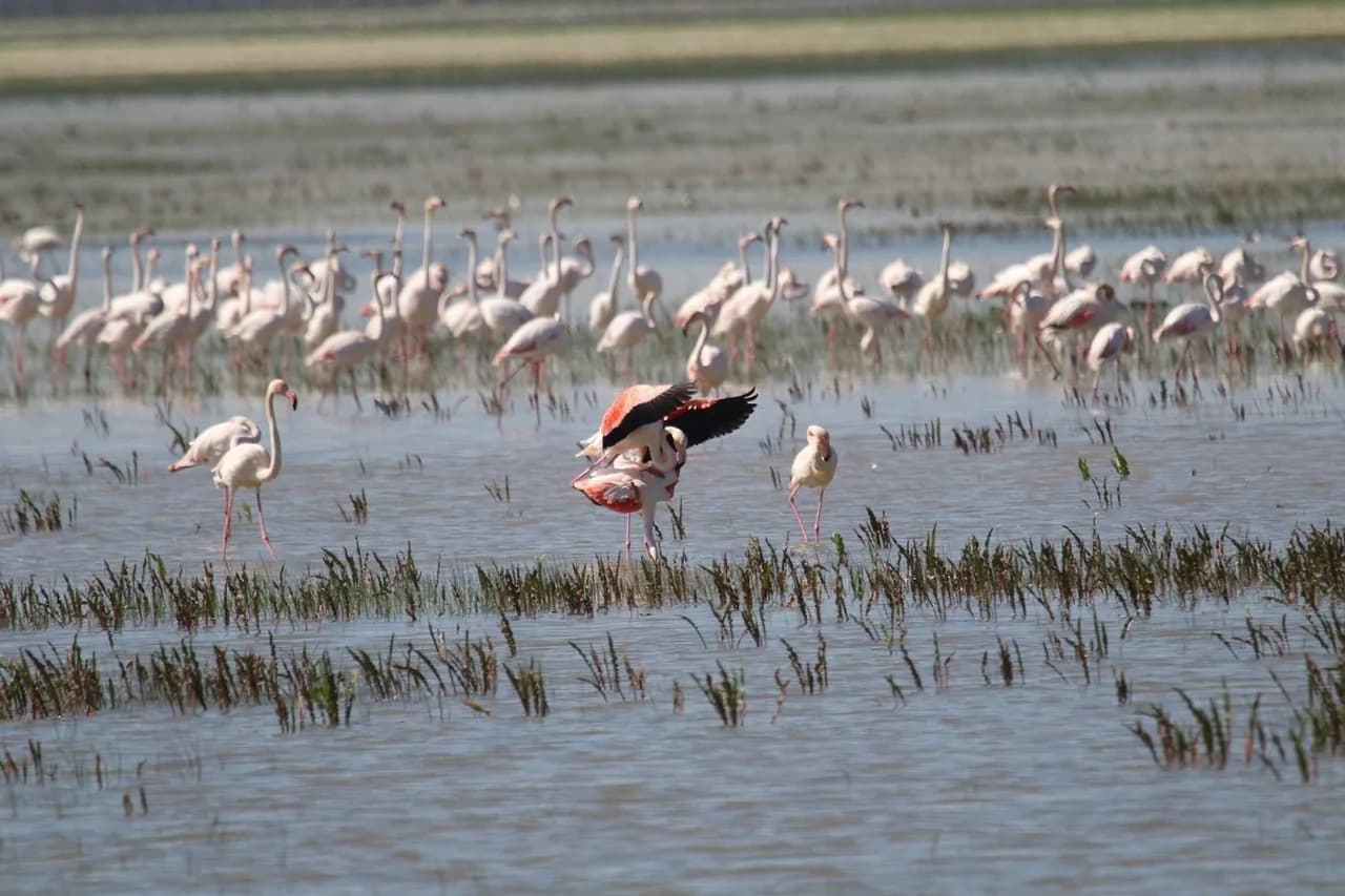 A large flock of flamingos wades in a shallow lake, their reflections shimmering on the water.