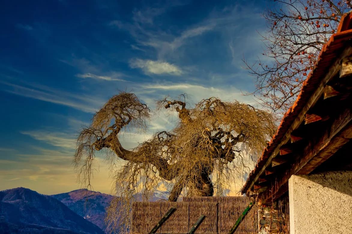 The stark silhouette of a tree with gnarled branches is set against a dramatic, colorful sky, with a traditional rooftop in the foreground.