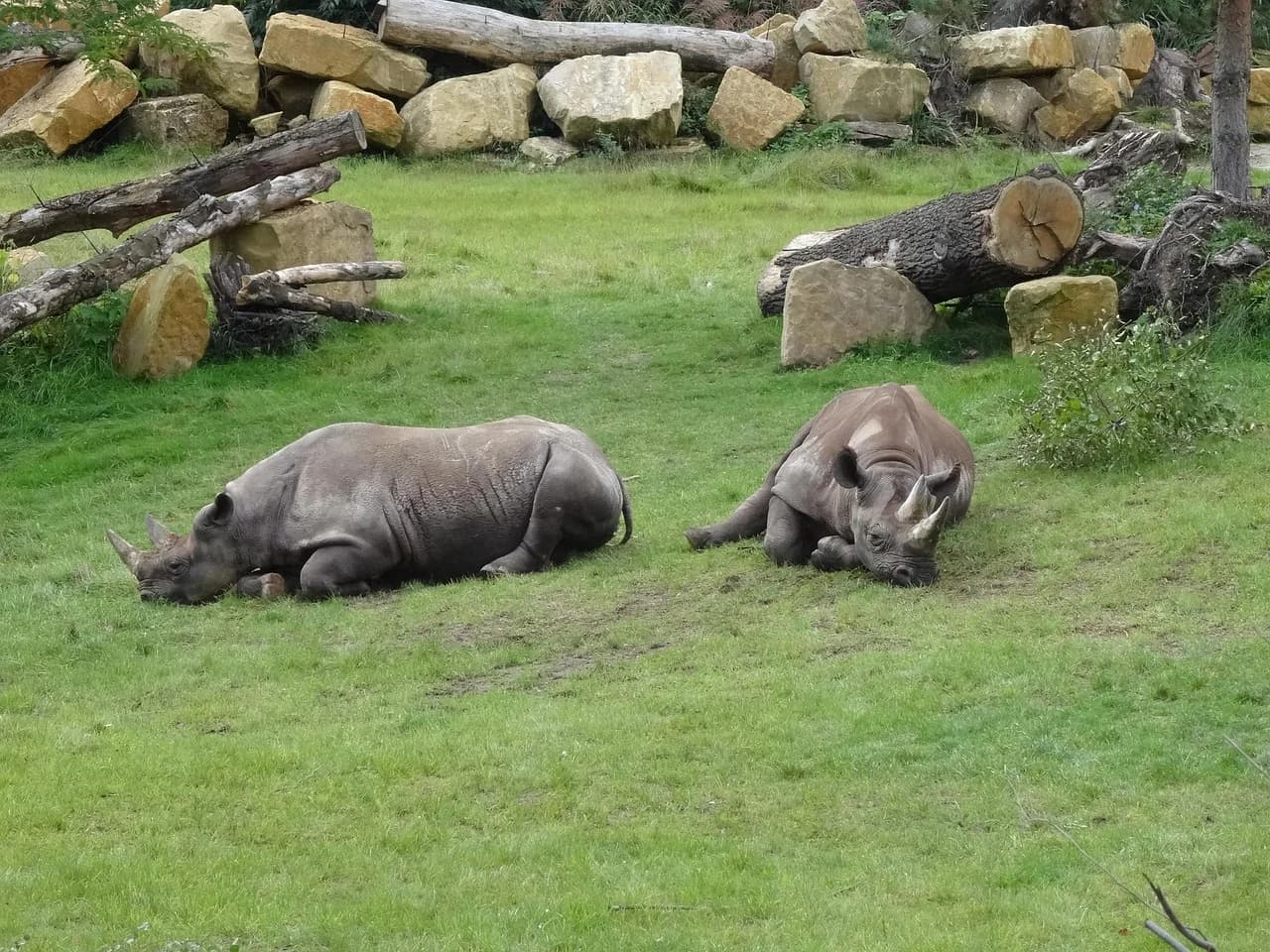 Two rhinos relax on a grassy field at the Leipzig Zoo, an integral part of the city's appeal.