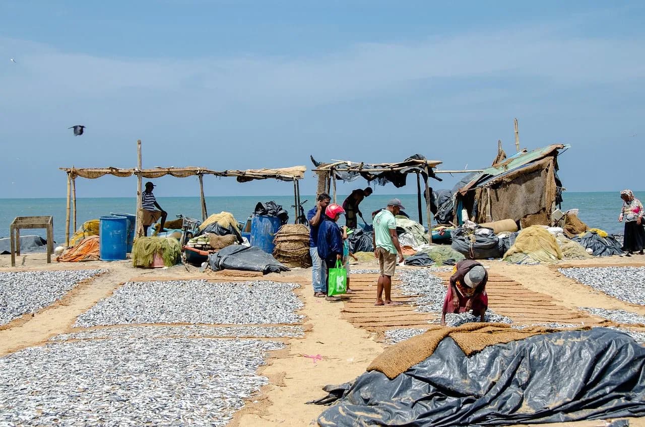 A group of people gathers on a sandy beach, with numerous fish laid out to dry in the sun.