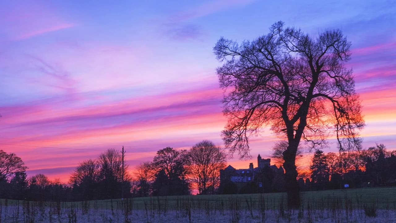 The silhouette of a large, bare tree is set against a vibrant purple and pink sunset, with a historic castle in the background.