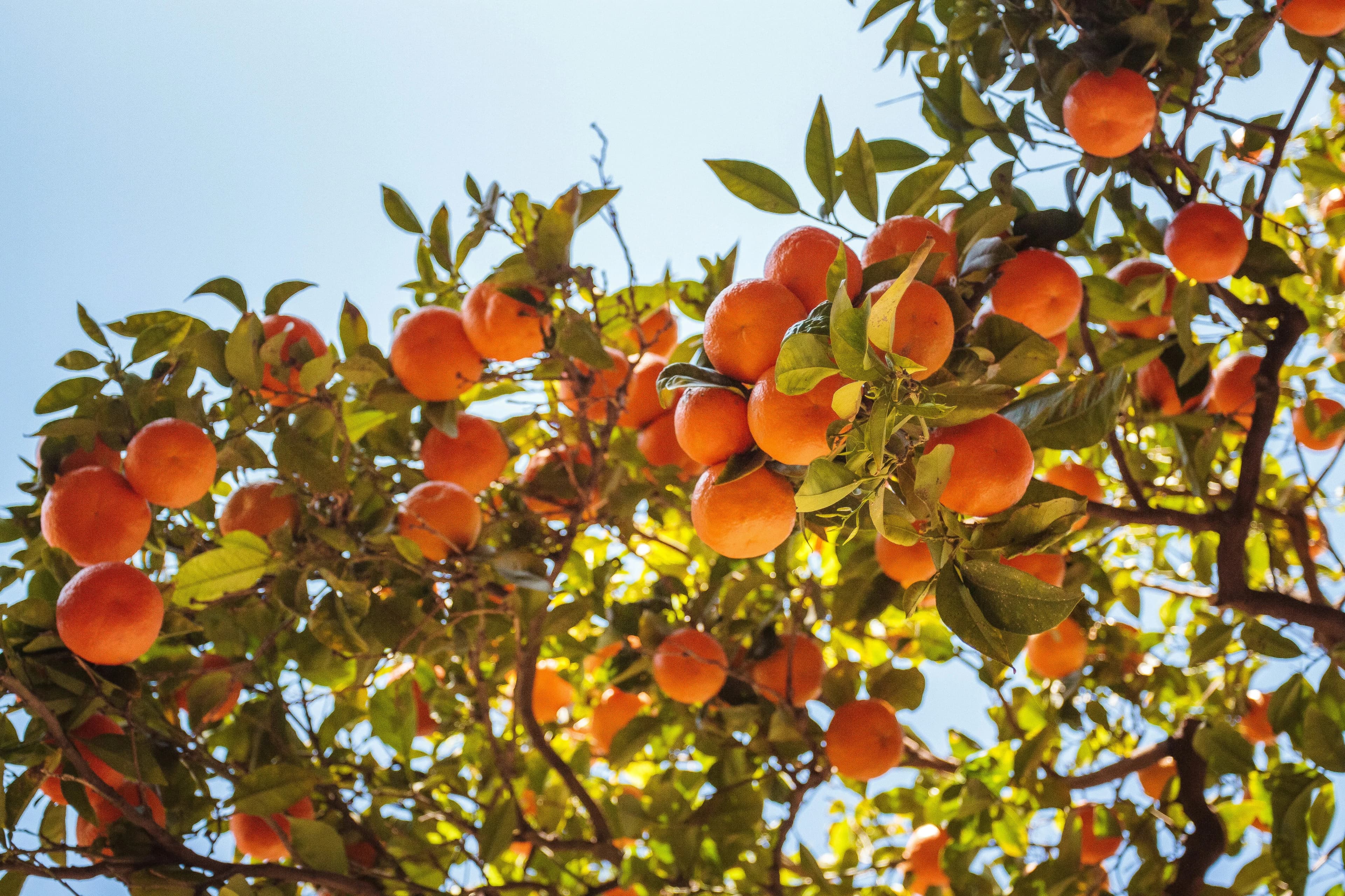 Ripe oranges hang from a tree, a symbol of Valencia's reputation as a city of oranges.